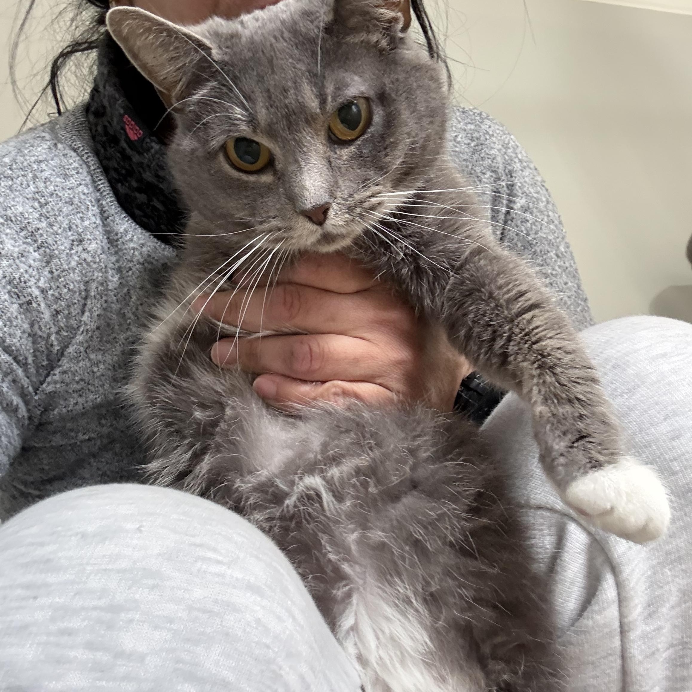 Enlarge Kyra, a ADOPTABLE Domestic Short Hair in Belmont, NC image 3/3