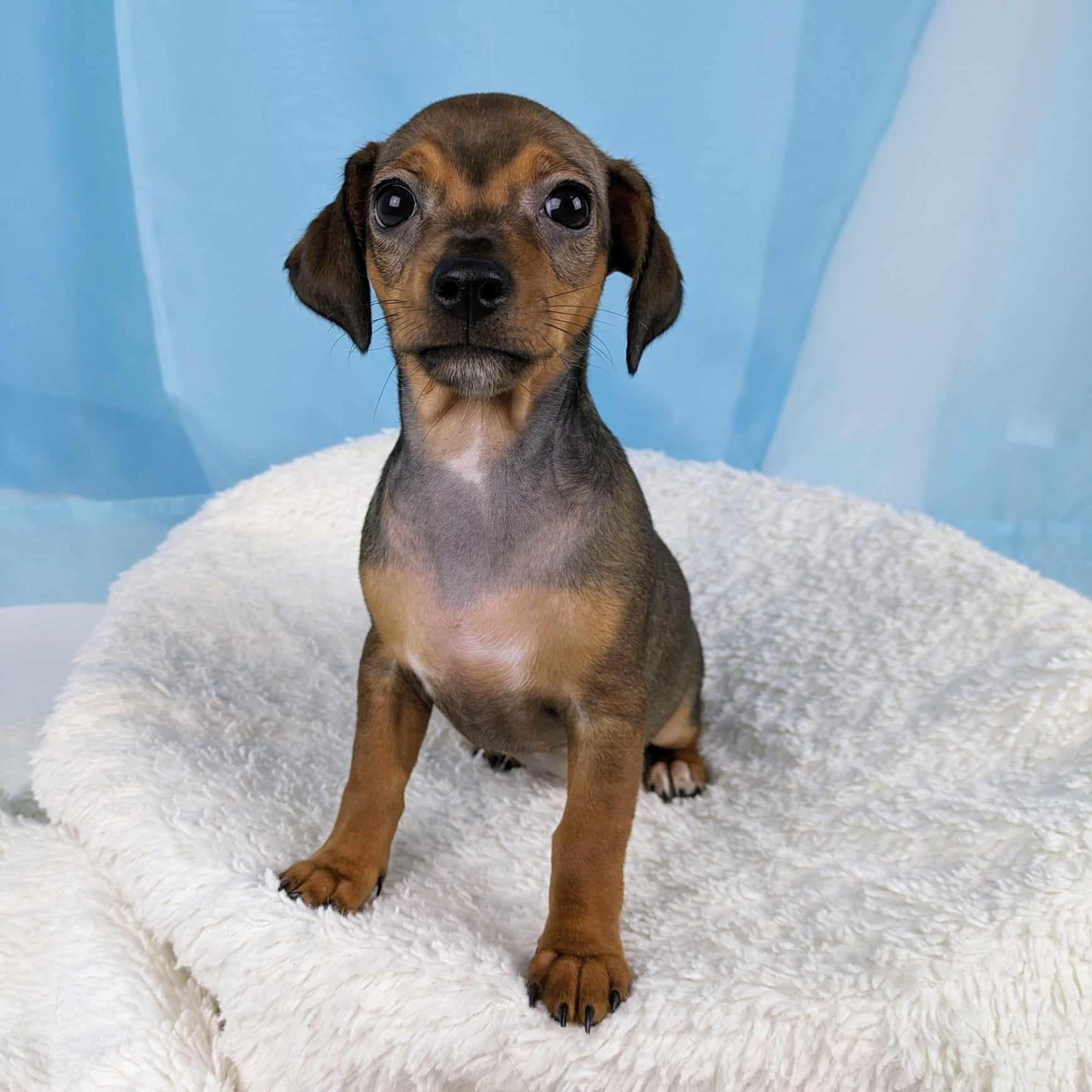 Suzy, Adopted, Puppy Female Chihuahua.