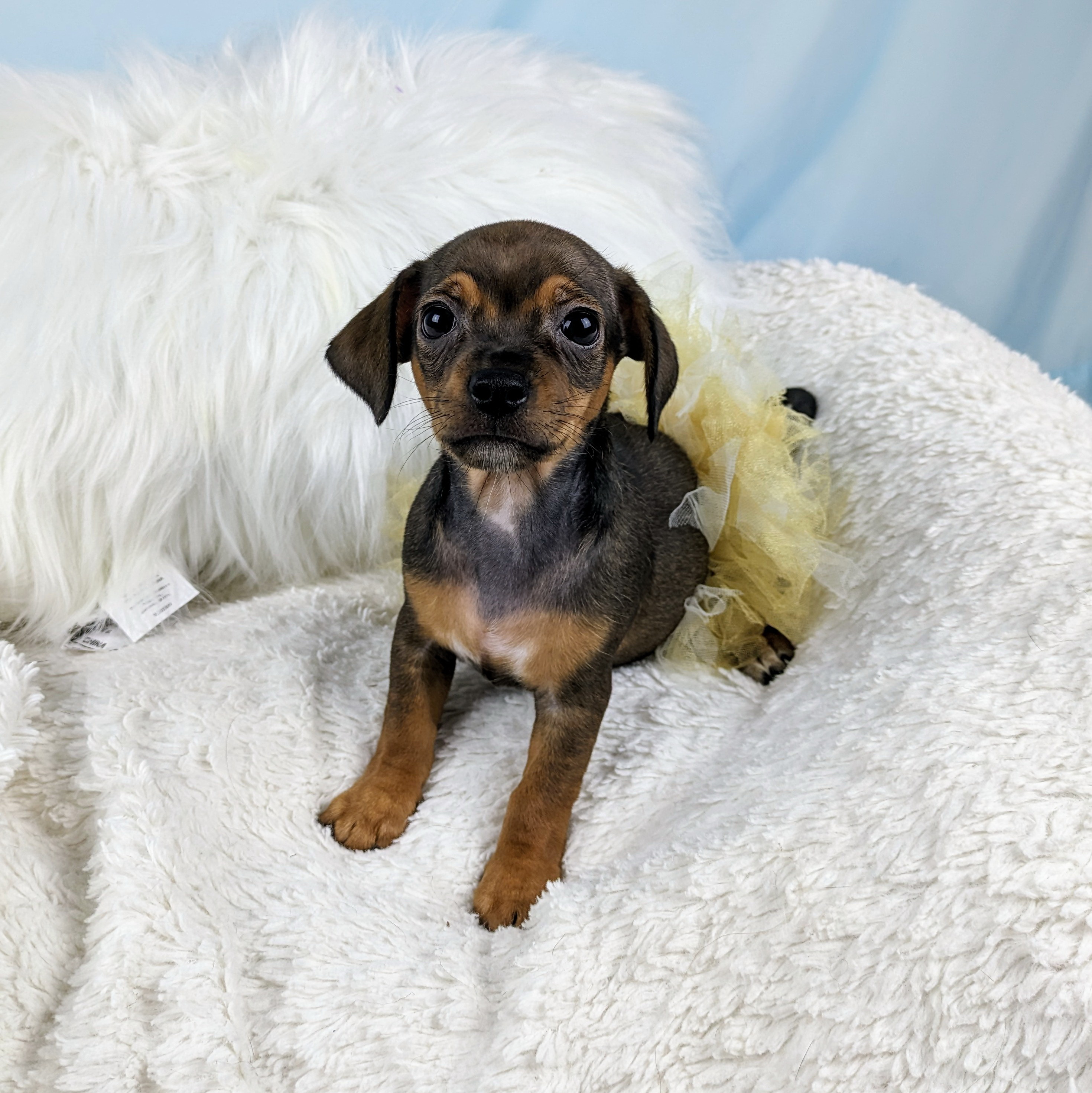 Suzy, a Adopted Chihuahua in Round Rock, TX image 2/3