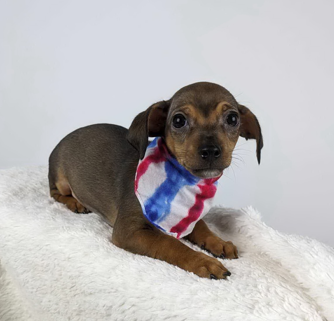 Suzy, a Adopted Chihuahua in Round Rock, TX image 3/3
