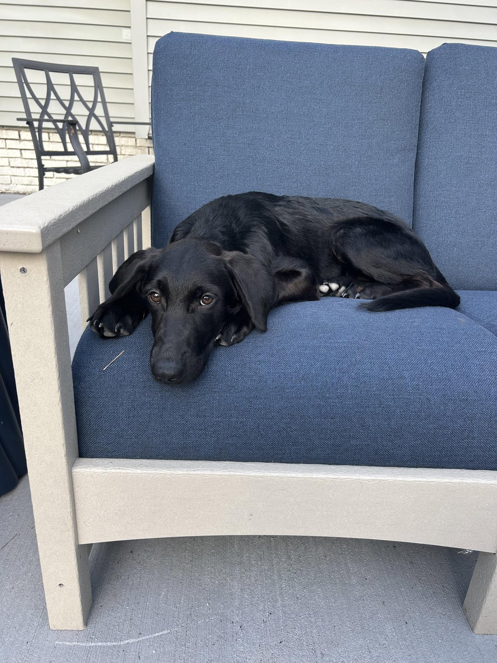 Willow, a Adoptable Labrador Retriever in Springville, NY image 1/3