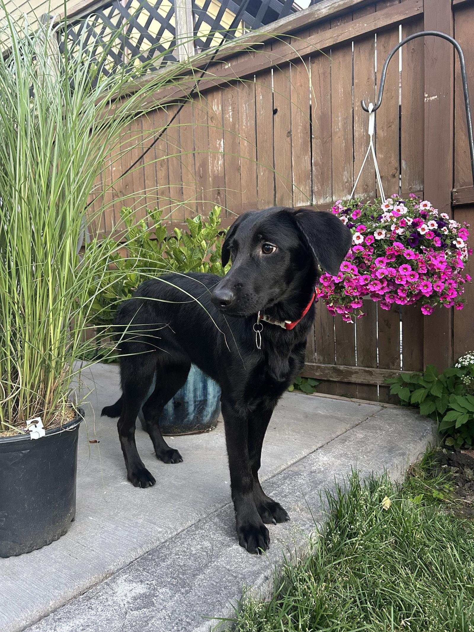 Willow, a Adoptable Labrador Retriever in Springville, NY image 2/3