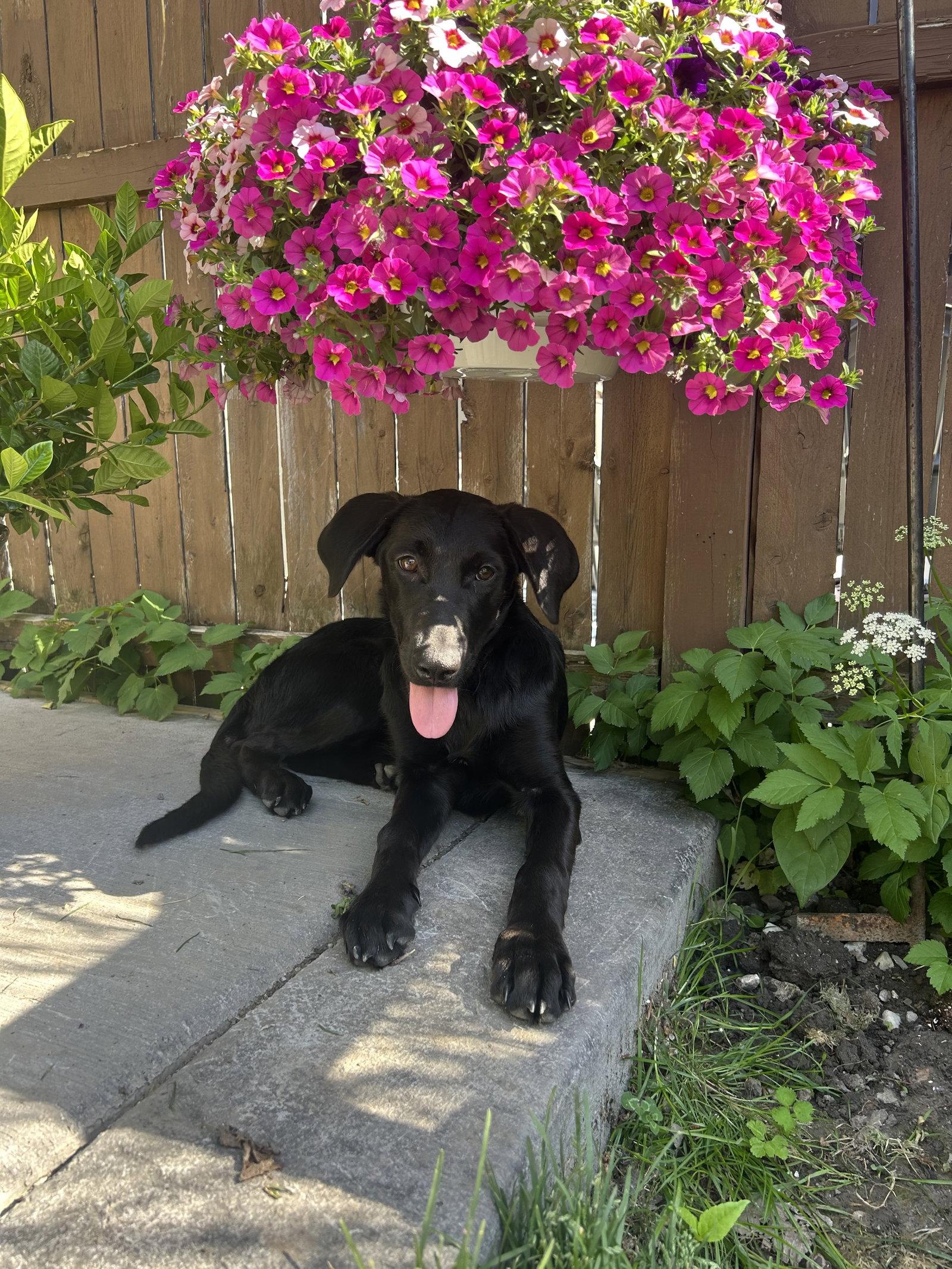 Willow, a Adoptable Labrador Retriever in Springville, NY image 3/3