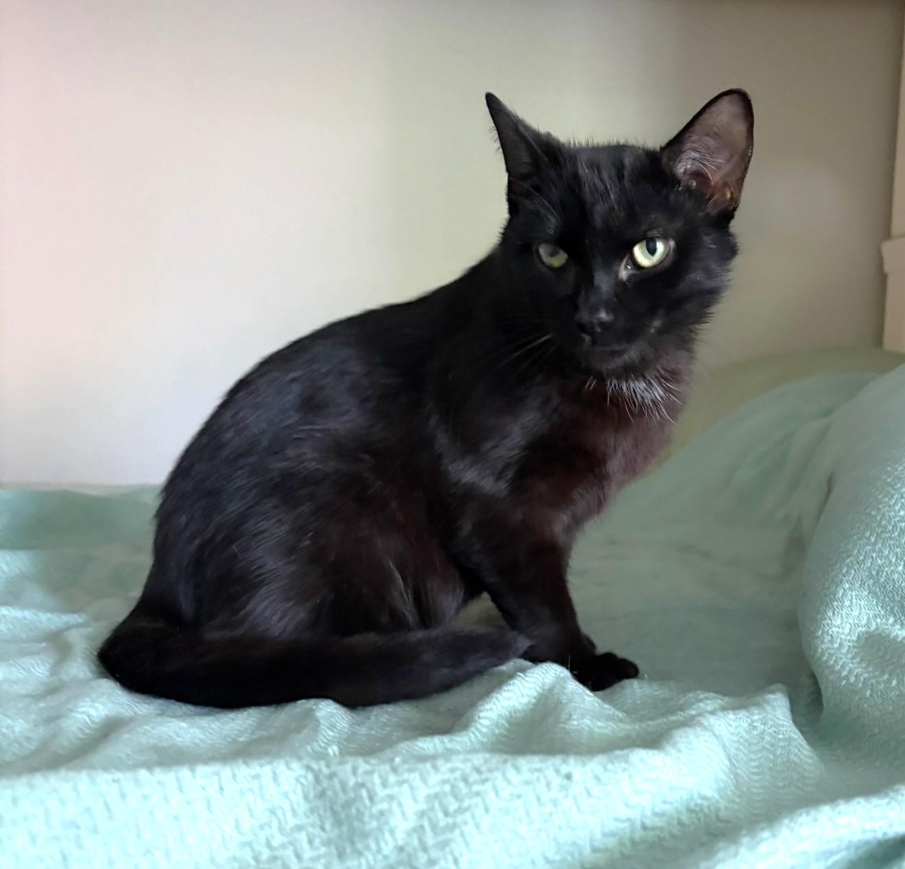 Raven, ADOPTABLE, Young Male Domestic Short Hair.