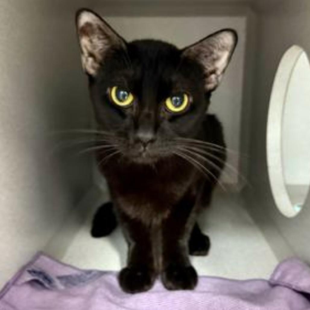 Enlarge Grape Jelly Cat, a Adoptable Domestic Short Hair in Hampton Bays, NY image 1/5