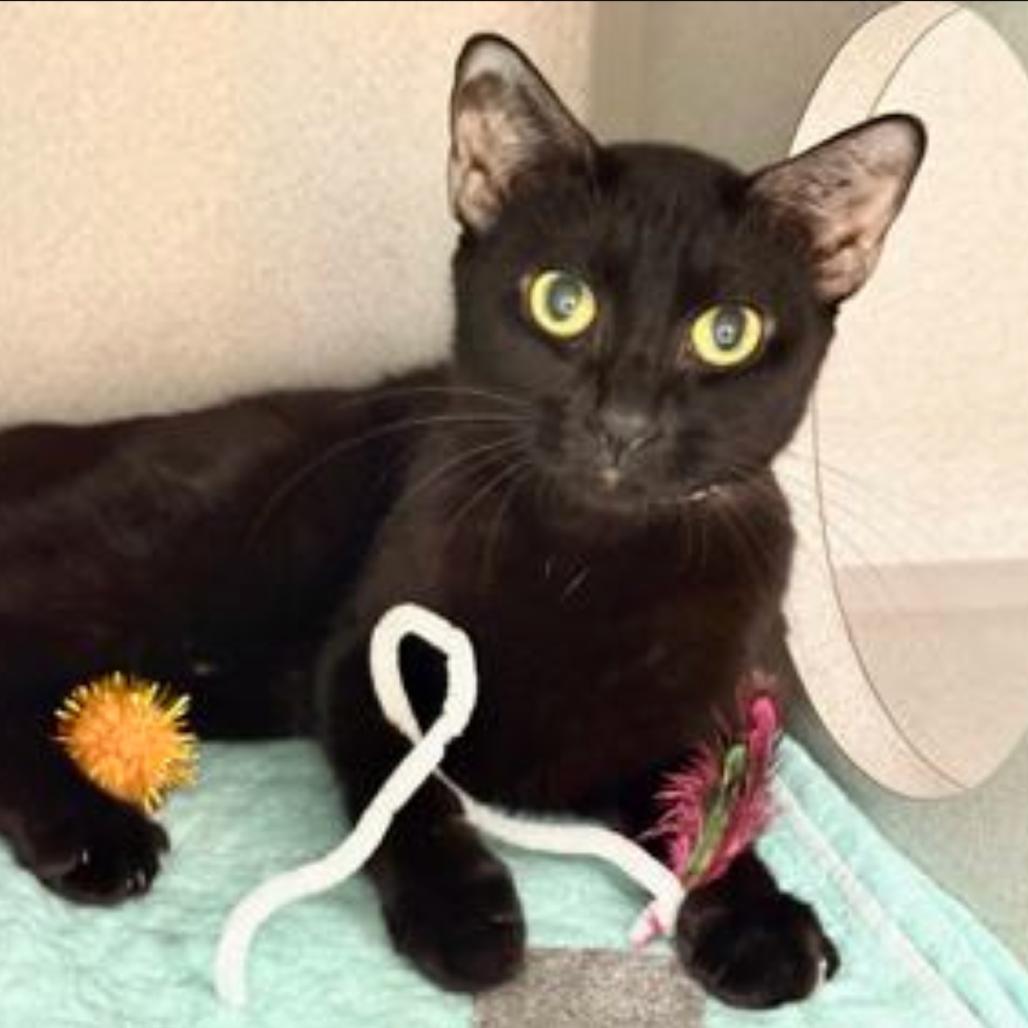 Enlarge Grape Jelly Cat, a Adoptable Domestic Short Hair in Hampton Bays, NY image 2/5