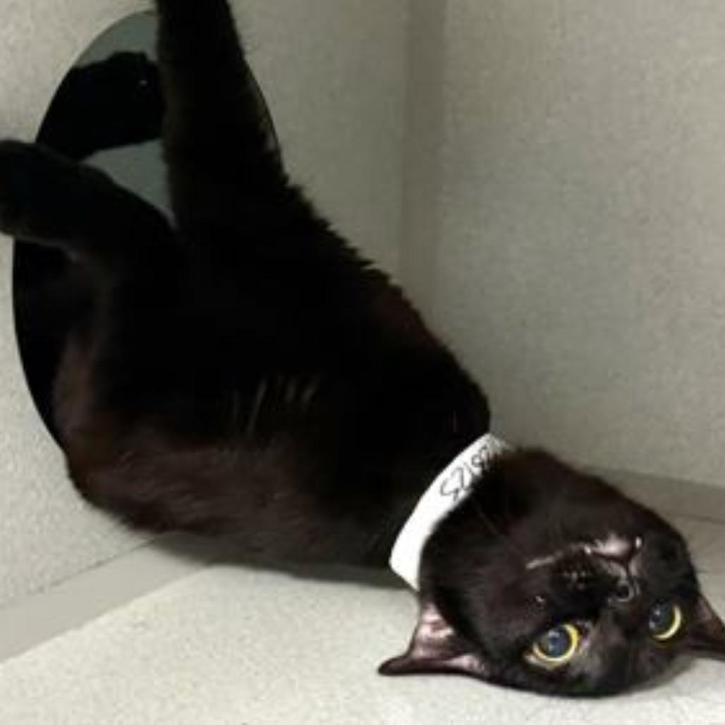 Enlarge Grape Jelly Cat, a Adoptable Domestic Short Hair in Hampton Bays, NY image 3/5