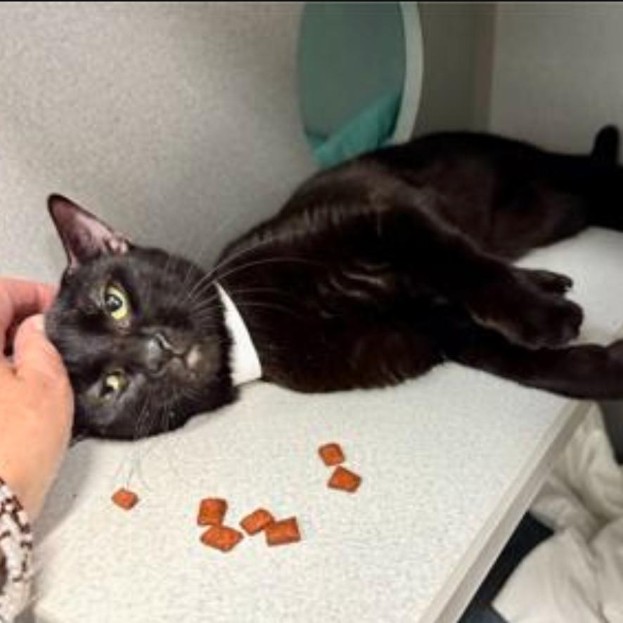 Enlarge Grape Jelly Cat, a Adoptable Domestic Short Hair in Hampton Bays, NY image 4/5