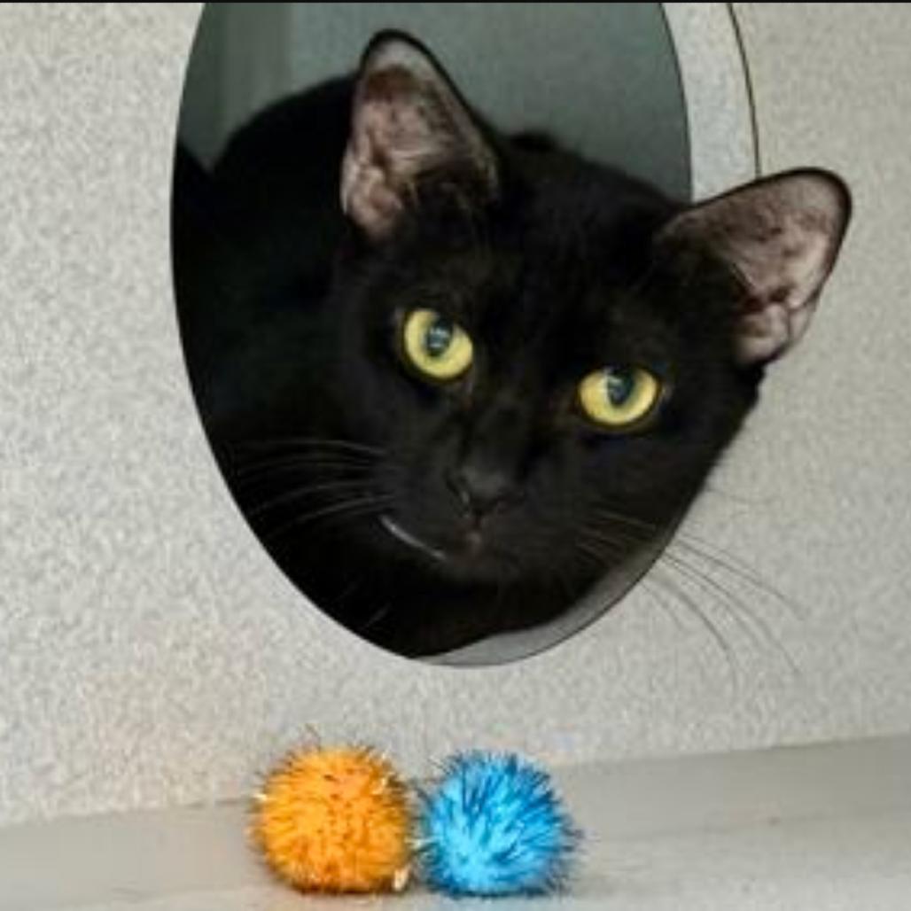 Enlarge Grape Jelly Cat, a Adoptable Domestic Short Hair in Hampton Bays, NY image 5/5