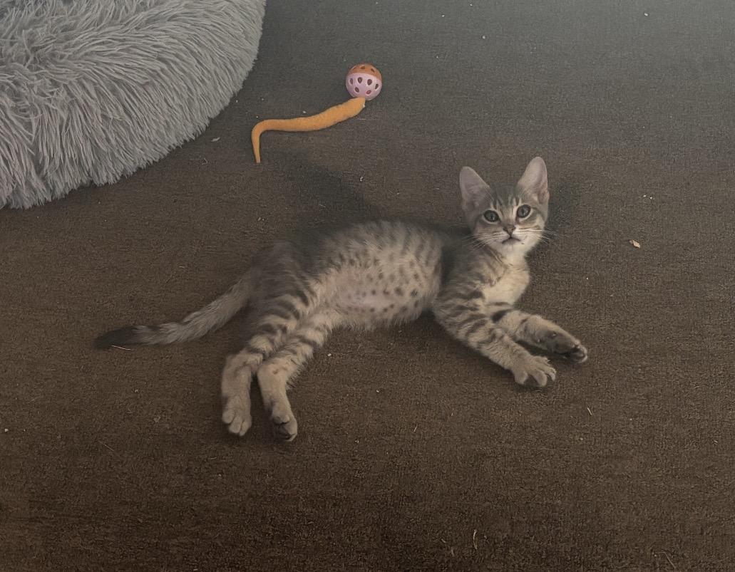 stormy hurd, ADOPTABLE, Kitten Male Domestic Short Hair.