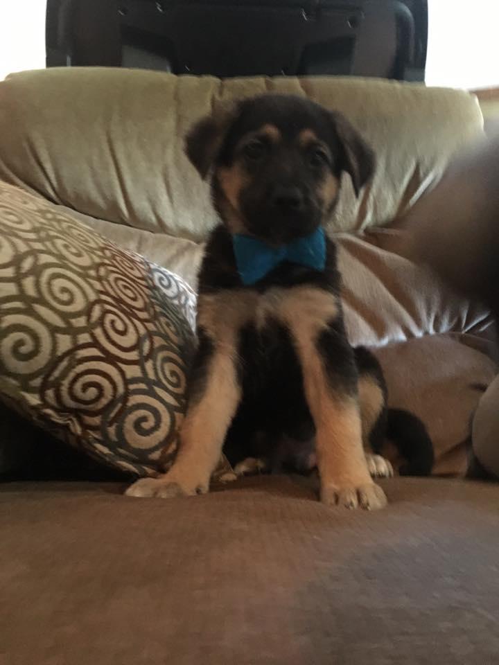 Enlarge Walle, a Adopted mixed breed in Mechanicsburg, PA image 1/1