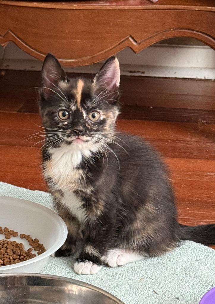 Sabine, Adopted, Kitten Female Tortoiseshell.