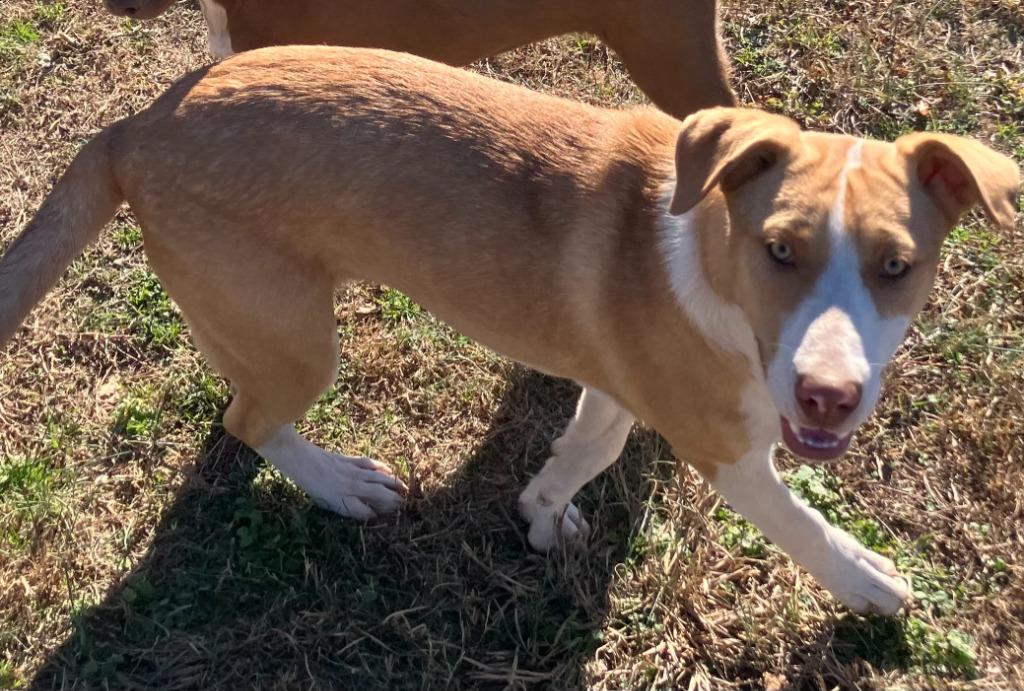 Jax, Adoptable, Puppy Male Mixed Breed.