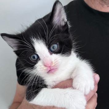 Enlarge Maisy, a Adoptable Domestic Short Hair in Sand Springs, OK image 1/4