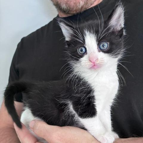 Enlarge Maisy, a Adoptable Domestic Short Hair in Sand Springs, OK image 4/4