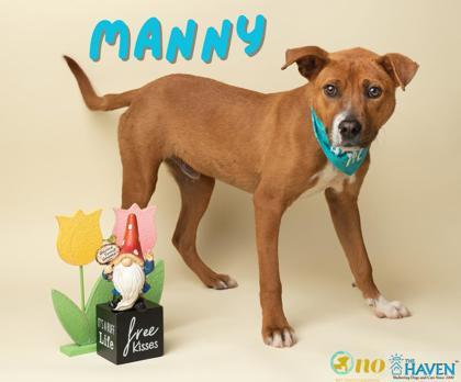 Enlarge Manny, a Adoptable mixed breed in Fairhope, AL image 1/1