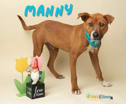 Manny, Adoptable, Young Male Feist & Mixed Breed.