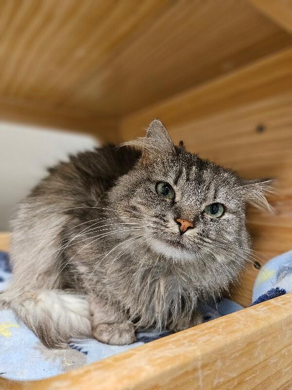 Enlarge Lemon Zest, a Adoptable Domestic Medium Hair in Fort Collins, CO image 1/6