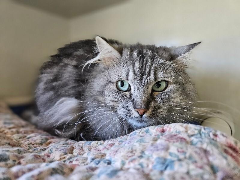 Enlarge Lemon Zest, a Adoptable Domestic Medium Hair in Fort Collins, CO image 2/6