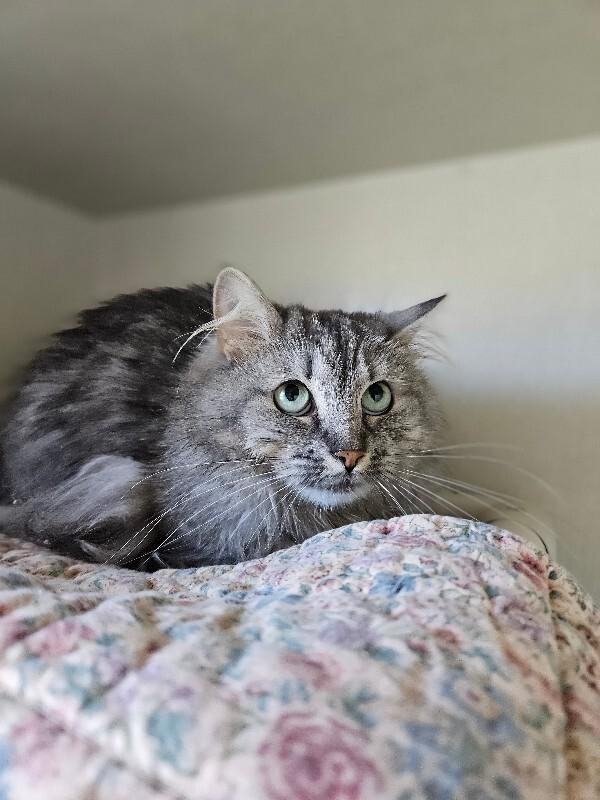 Enlarge Lemon Zest, a Adoptable Domestic Medium Hair in Fort Collins, CO image 3/6