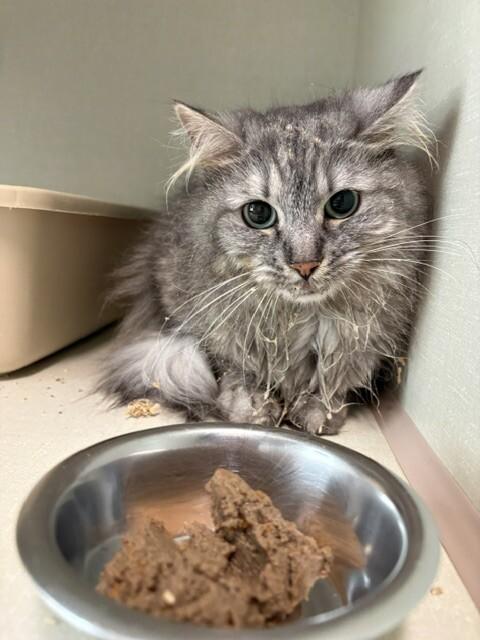 Enlarge Lemon Zest, a Adoptable Domestic Medium Hair in Fort Collins, CO image 4/6