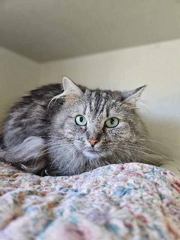 Enlarge Lemon Zest, a Adoptable Domestic Medium Hair in Fort Collins, CO image 5/6