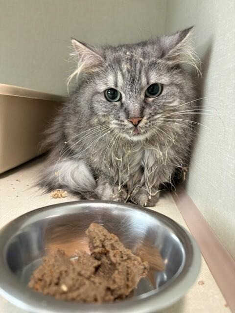 Enlarge Lemon Zest, a Adoptable Domestic Medium Hair in Fort Collins, CO image 6/6