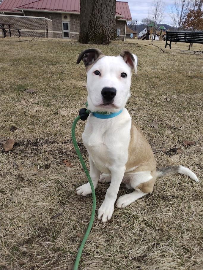 Enlarge Vin, a ADOPTABLE mixed breed in Winona, MN image 6/6
