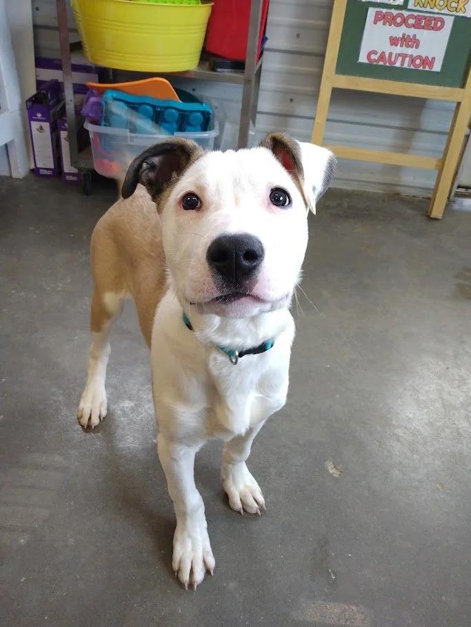 Enlarge Vin, a ADOPTABLE mixed breed in Winona, MN image 3/6