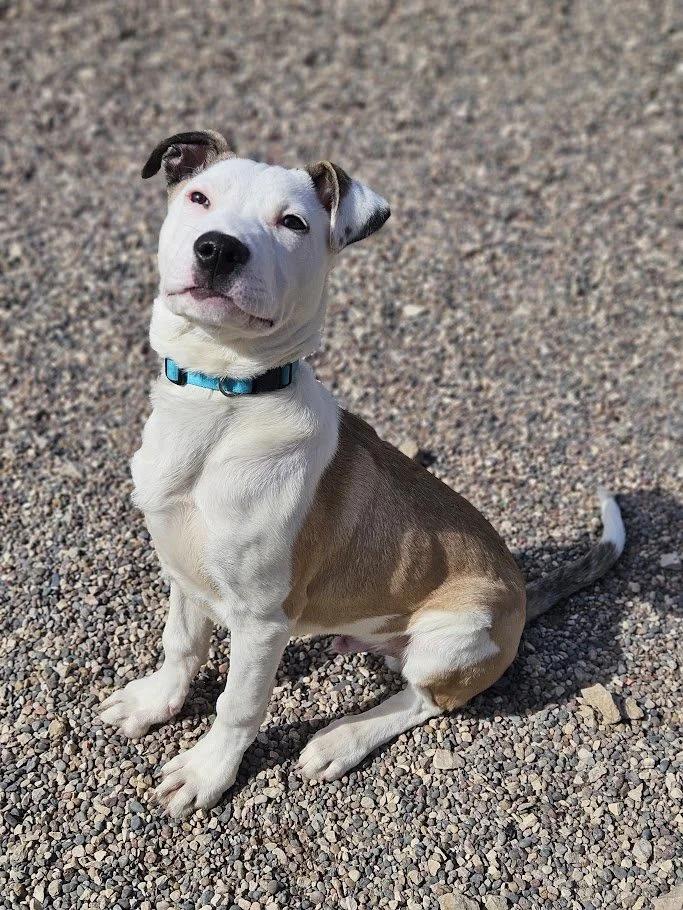 Vin, ADOPTABLE, Young Male Terrier & Shepherd.