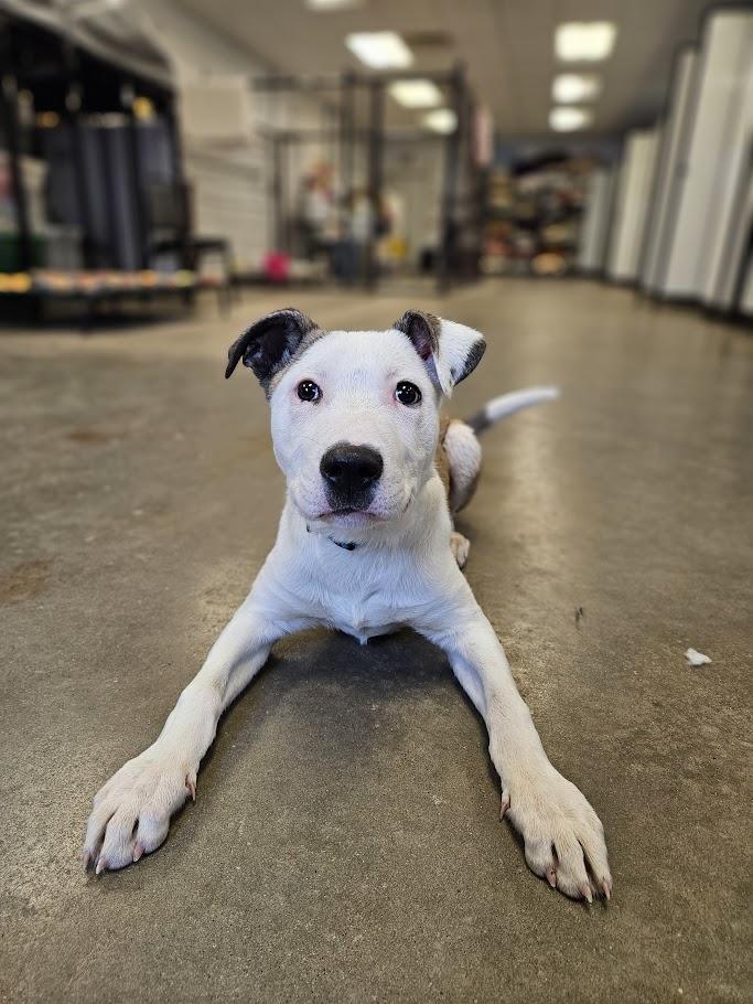 Enlarge Vin, a ADOPTABLE mixed breed in Winona, MN image 5/6