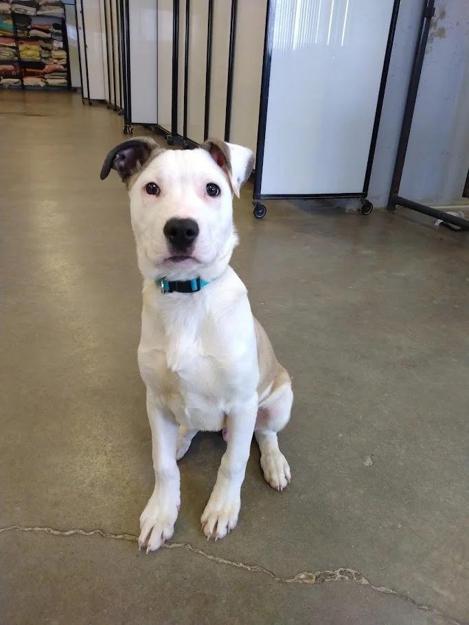 Enlarge Vin, a ADOPTABLE mixed breed in Winona, MN image 2/6