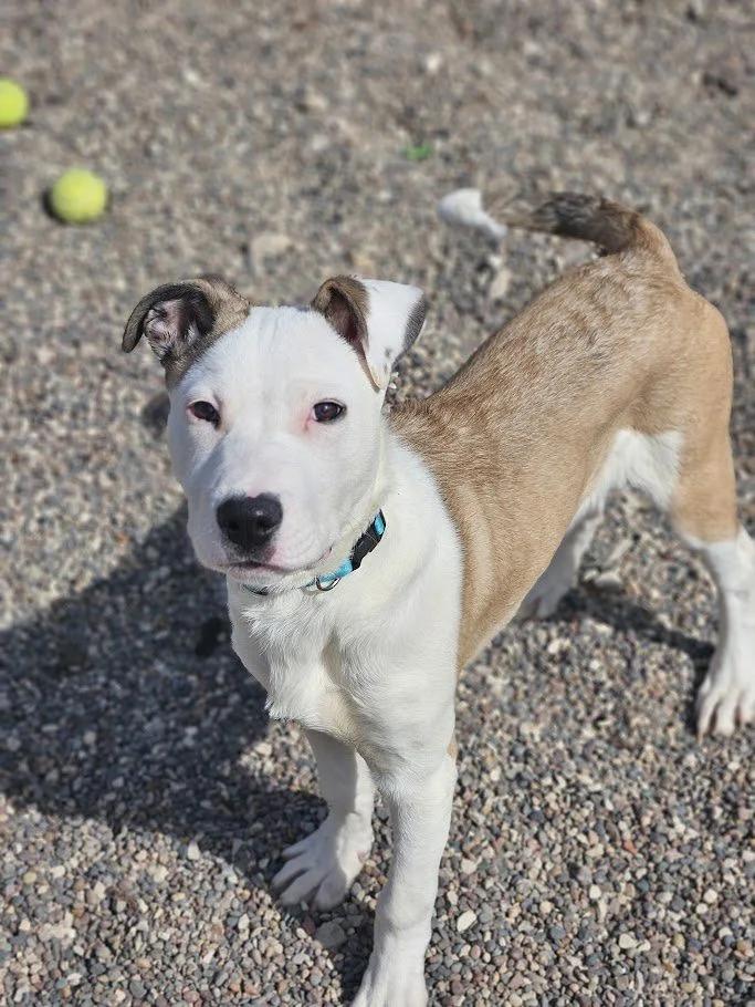 Enlarge Vin, a ADOPTABLE mixed breed in Winona, MN image 4/6
