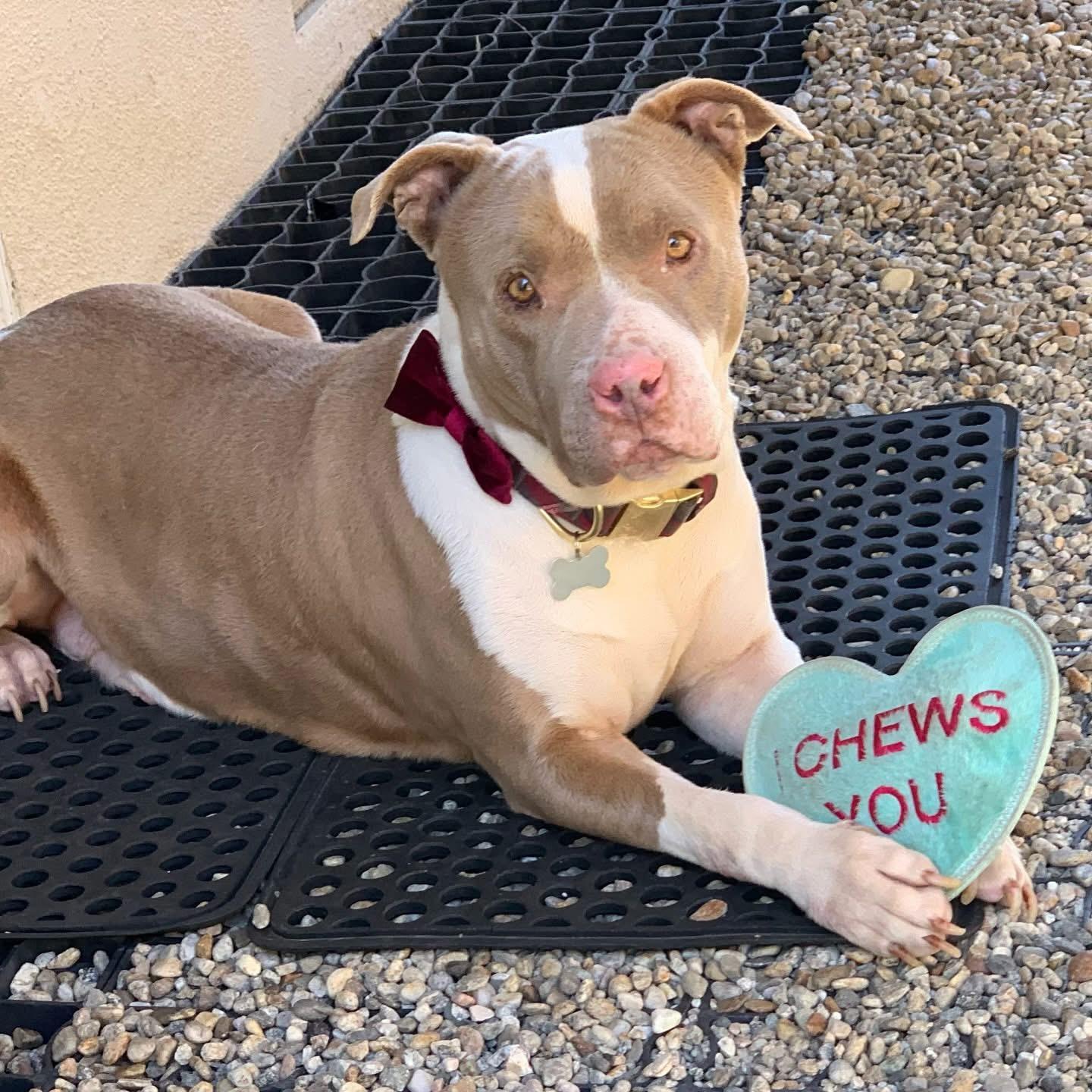 Enlarge Sparkle-ADOPT Me!!, a ADOPTABLE mixed breed in Redondo Beach, CA image 3/3