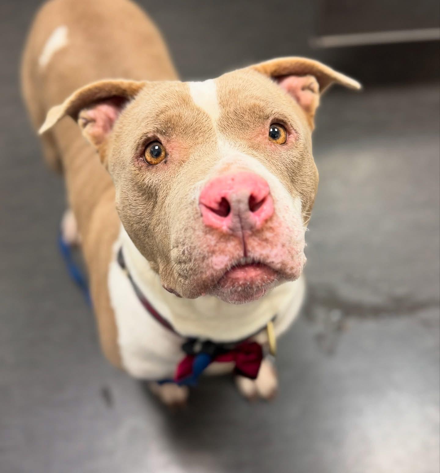 Enlarge Sparkle-ADOPT Me!!, a ADOPTABLE mixed breed in Redondo Beach, CA image 1/3