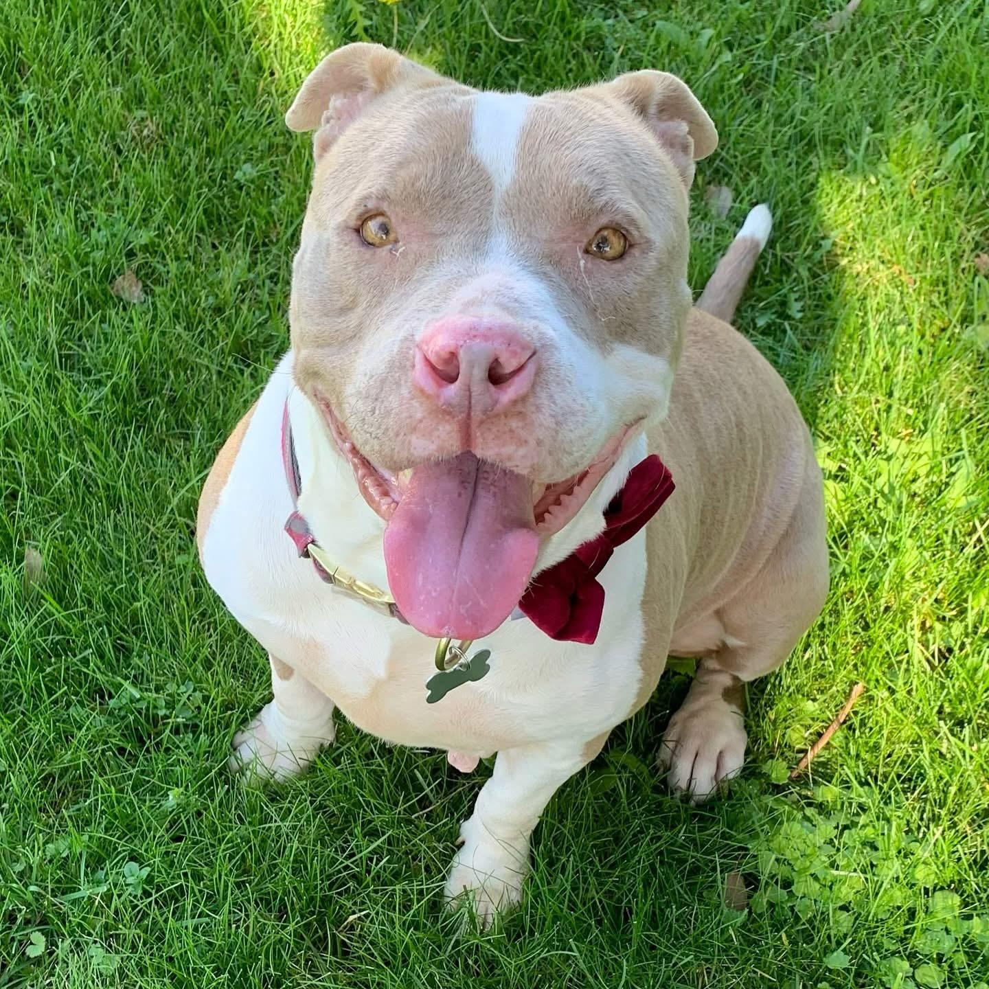 Enlarge Sparkle-ADOPT Me!!, a ADOPTABLE mixed breed in Redondo Beach, CA image 2/3