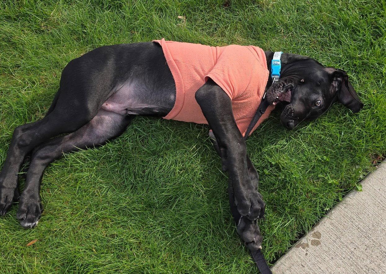 Enlarge Baby Mouse, a Adopted Great Dane in Cuyahoga Falls, OH image 2/2