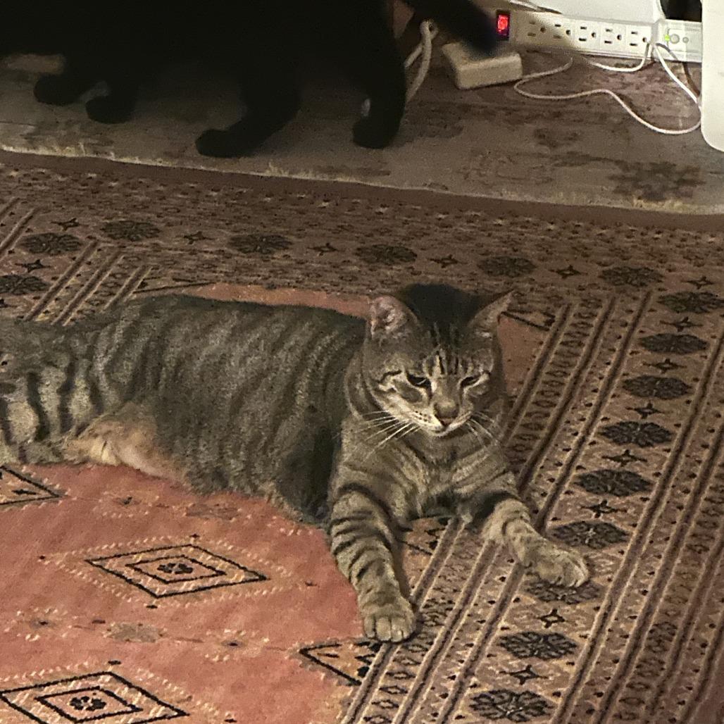 Silly, Adoptable, Senior Female Domestic Short Hair.