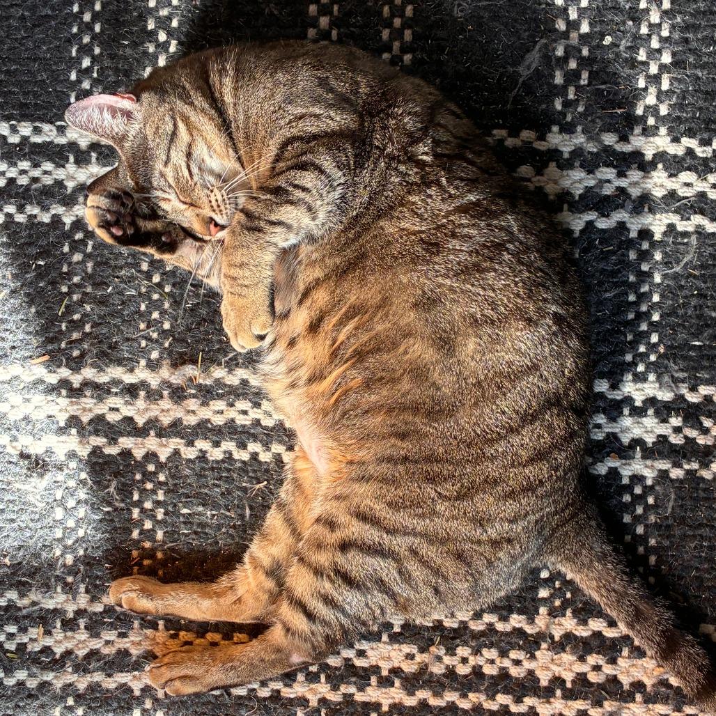 Enlarge Silly, a Adoptable Domestic Short Hair in New York, NY image 3/6