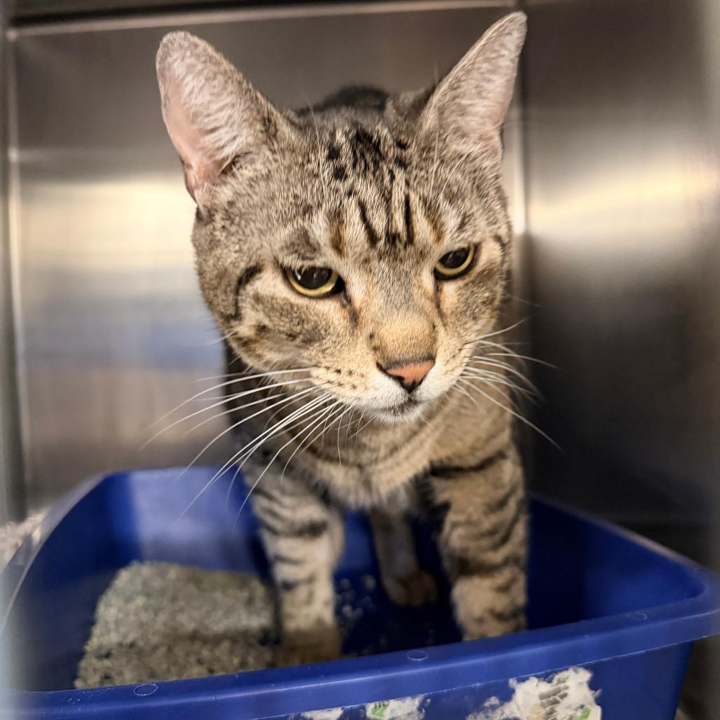 Enlarge Silly, a Adoptable Domestic Short Hair in New York, NY image 4/6