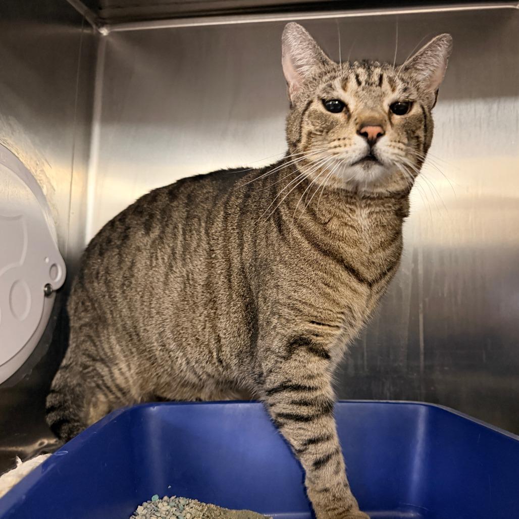 Enlarge Silly, a Adoptable Domestic Short Hair in New York, NY image 5/6