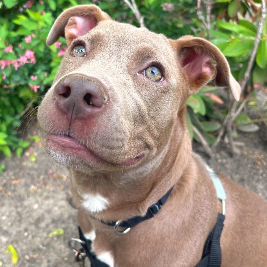 Garnet, a ADOPTABLE mixed breed in Chicago, IL image 2/3