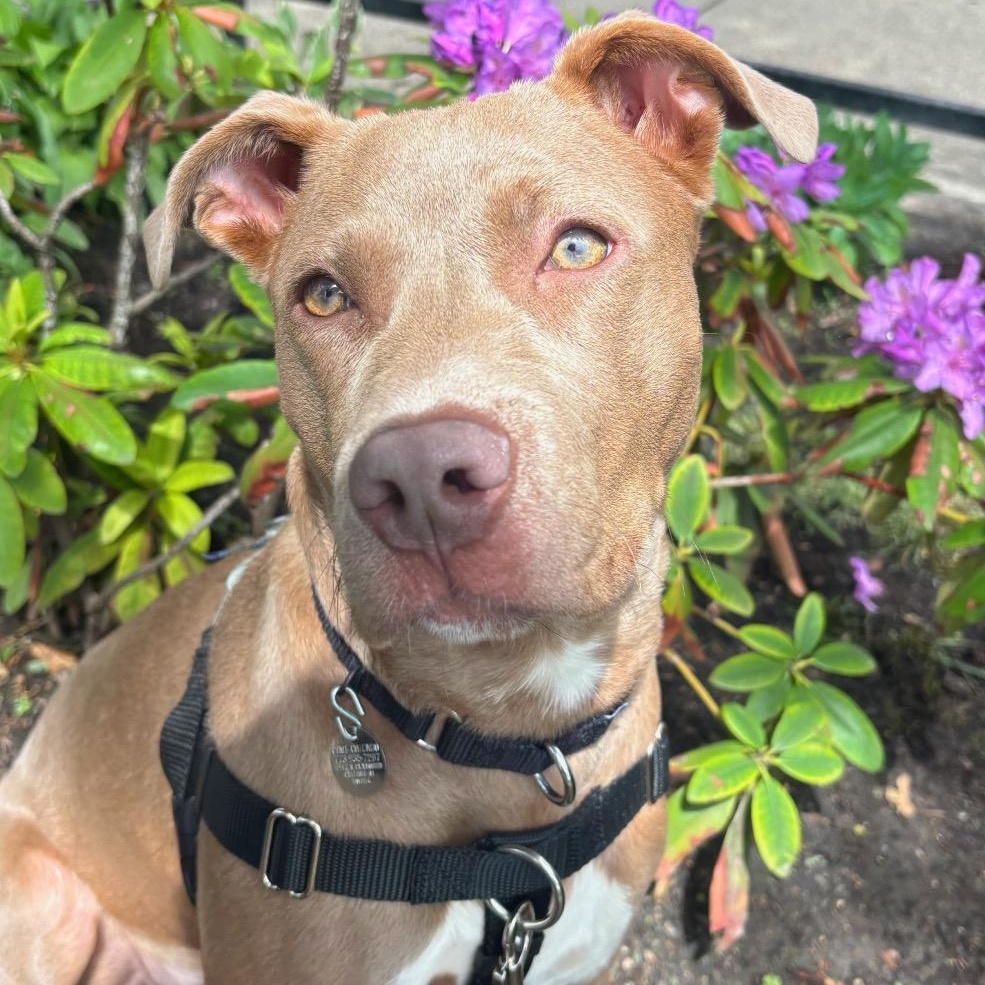Garnet, a ADOPTABLE mixed breed in Chicago, IL image 3/3