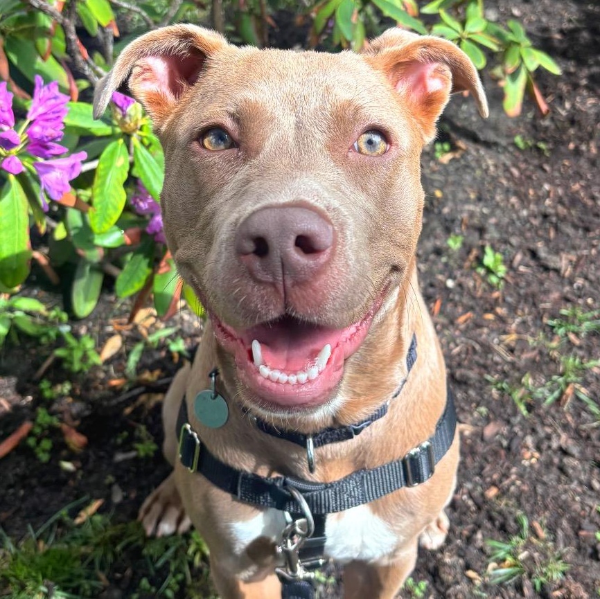 Garnet, ADOPTABLE, Young Female Mixed Breed.