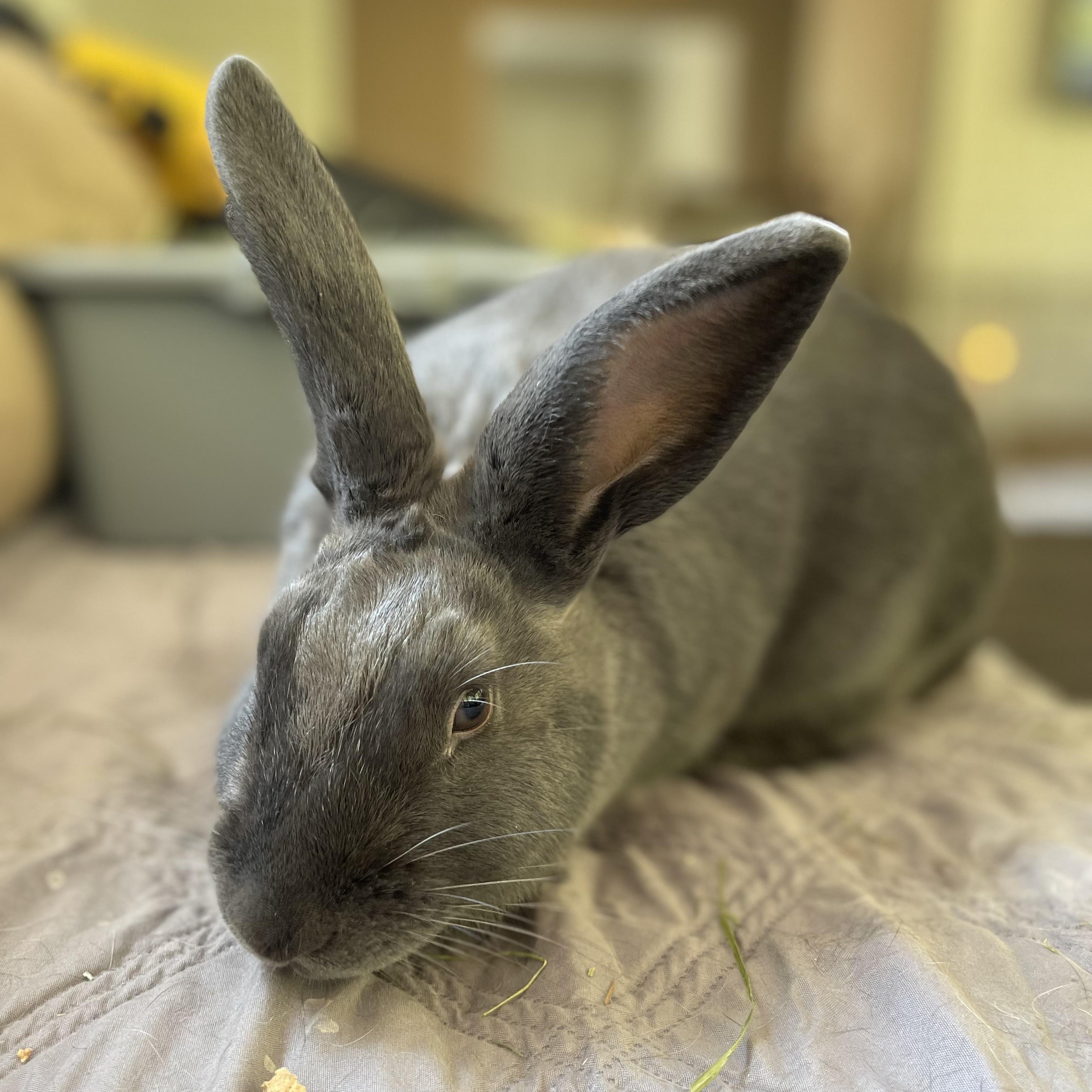 Shannon, adopted, Young Female Flemish Giant.