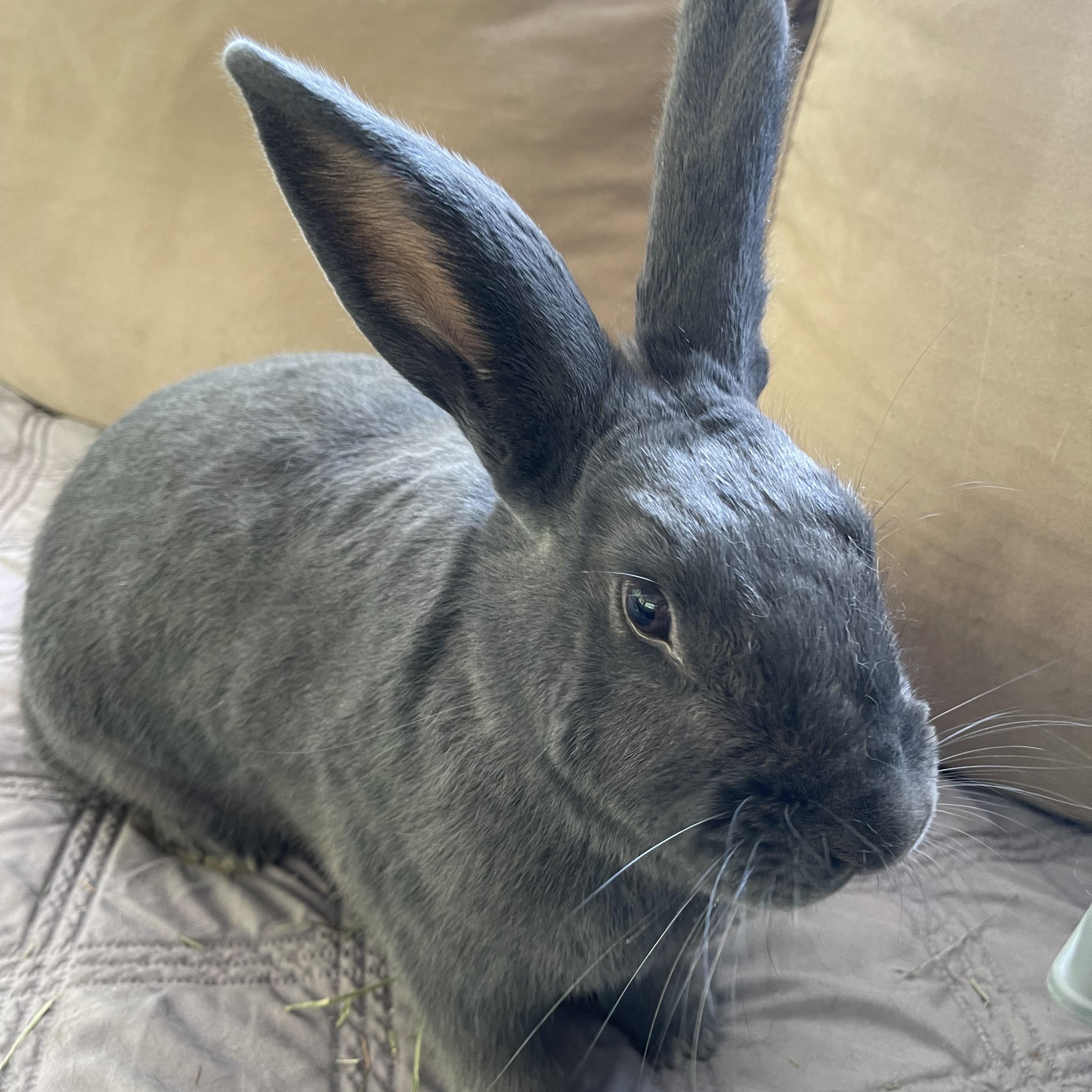 Shannon, an adopted mixed breed in Birmingham, AL image 2/3