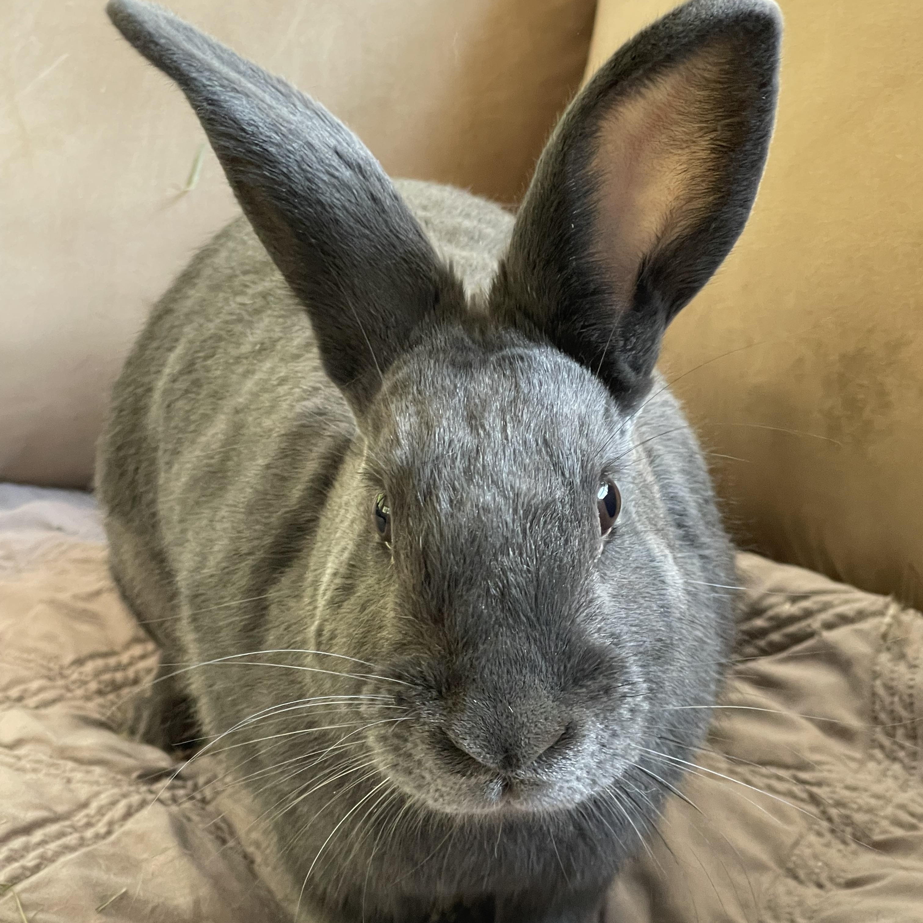 Shannon, an adopted mixed breed in Birmingham, AL image 3/3