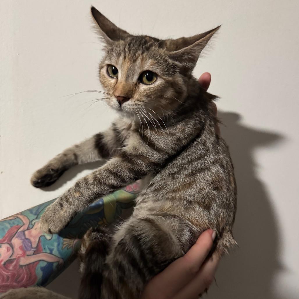 Gia, Adoptable, Young Female Domestic Short Hair.