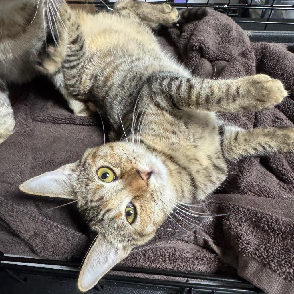 Enlarge Gia, a Adoptable Domestic Short Hair in Miami, FL image 2/2