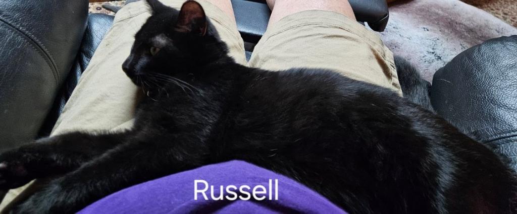 Russell Ferguson, Adoptable, Kitten Male Domestic Short Hair.